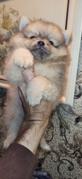 Щенки померанского шпица