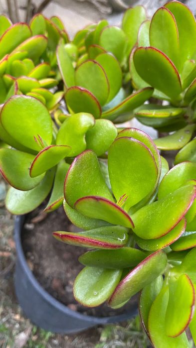 Suculenta jade grande