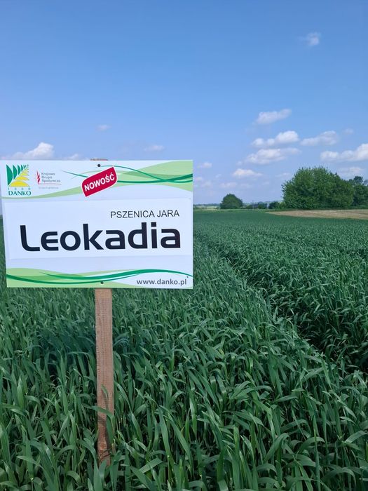 Pszenica jara LEOKADIA przewódkowa C/1