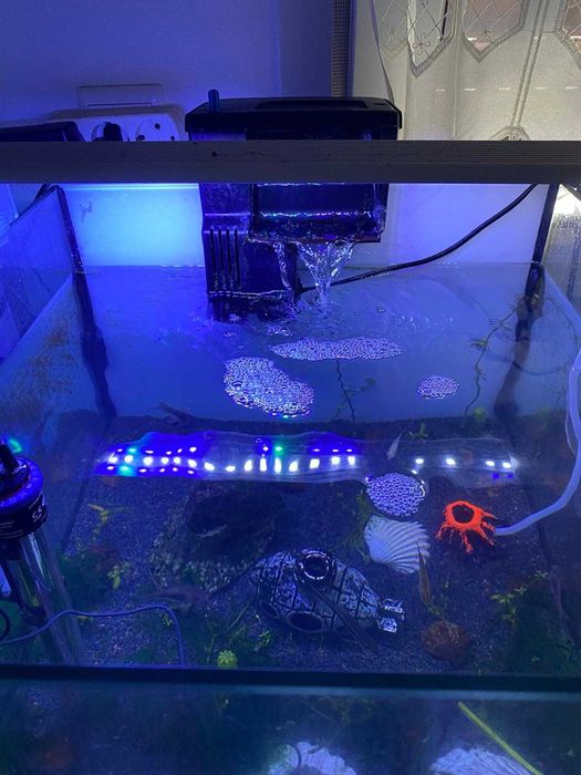 Kit de aquário completo: filtro, peixes, comida e produtos para a água