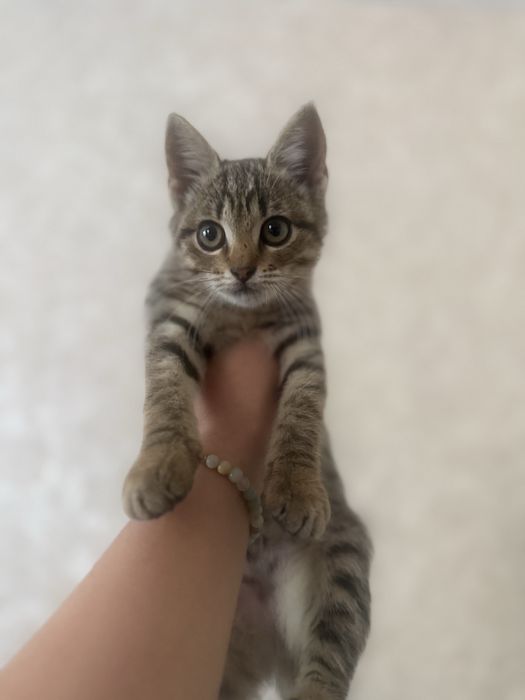 Ласкаве кошенятко шукає дім