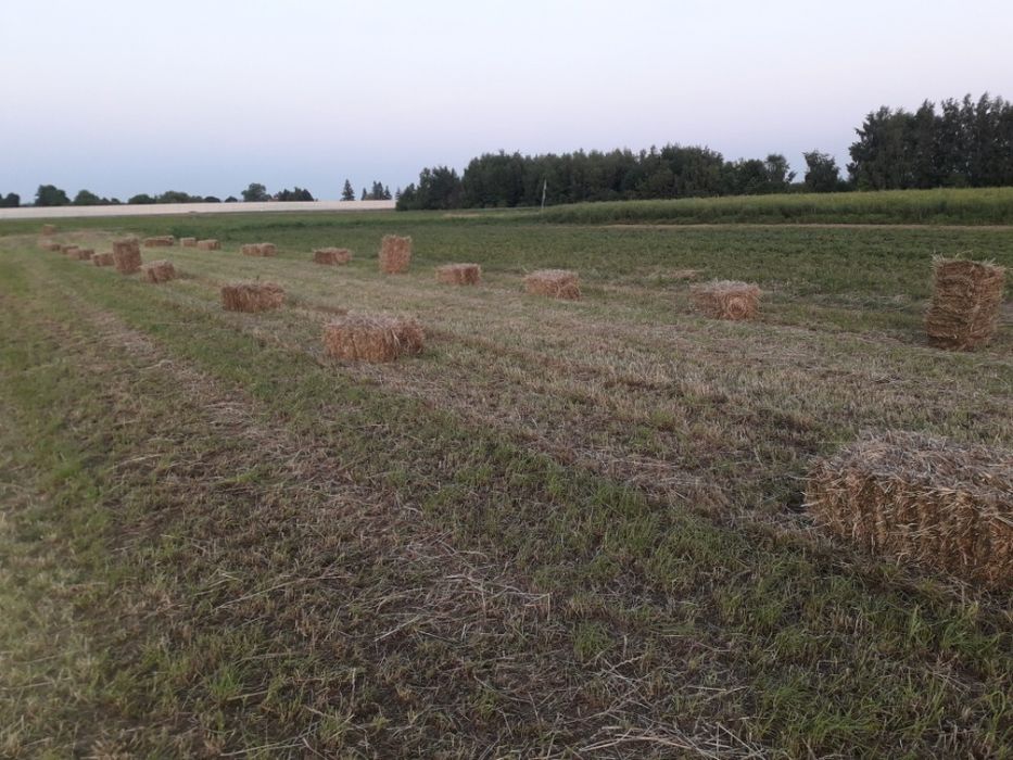 siano w kostkach (2025)