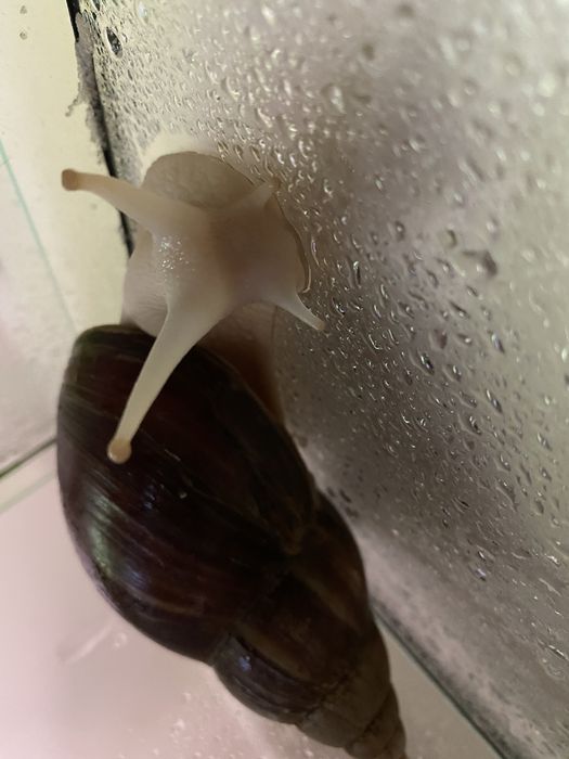 ślimaki Afrykańskie średnie i duże