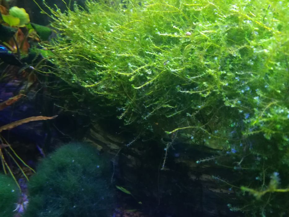 Oddam zamienię Mech do akwarium