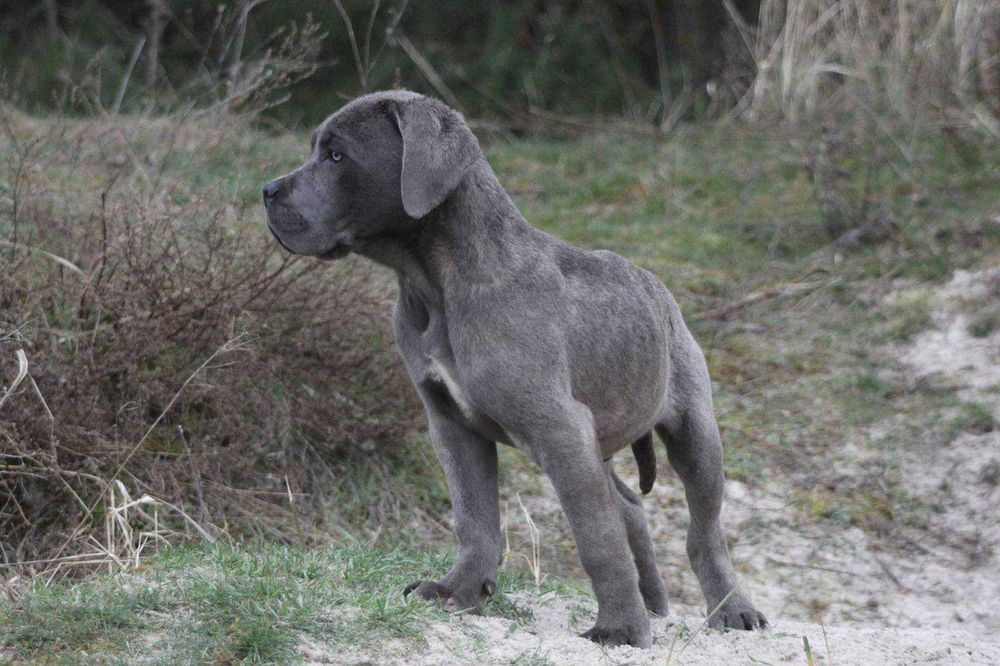 Хлопчик кане корсо