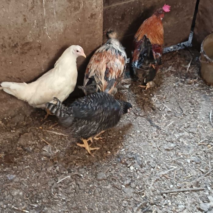 cocós / coquichas