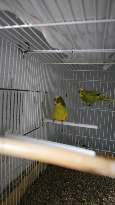 Periquitos e mandarins