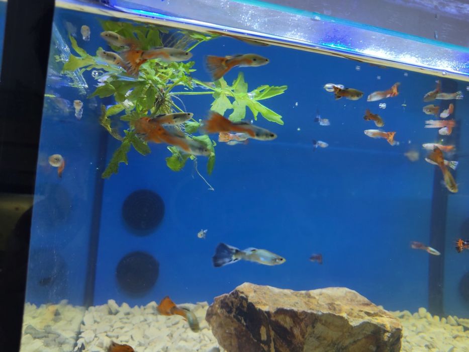 Guppys variados  sortidos