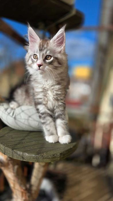 Czarne sreberka z białym tygrysiopręgowane z rodowodem FPL