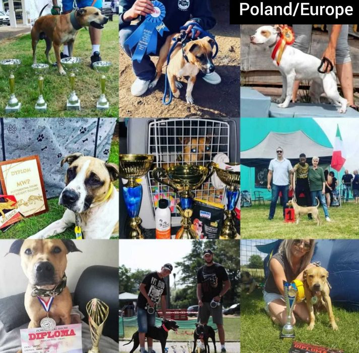 APBT Pit Bull   - White Devil - jedyne w europie