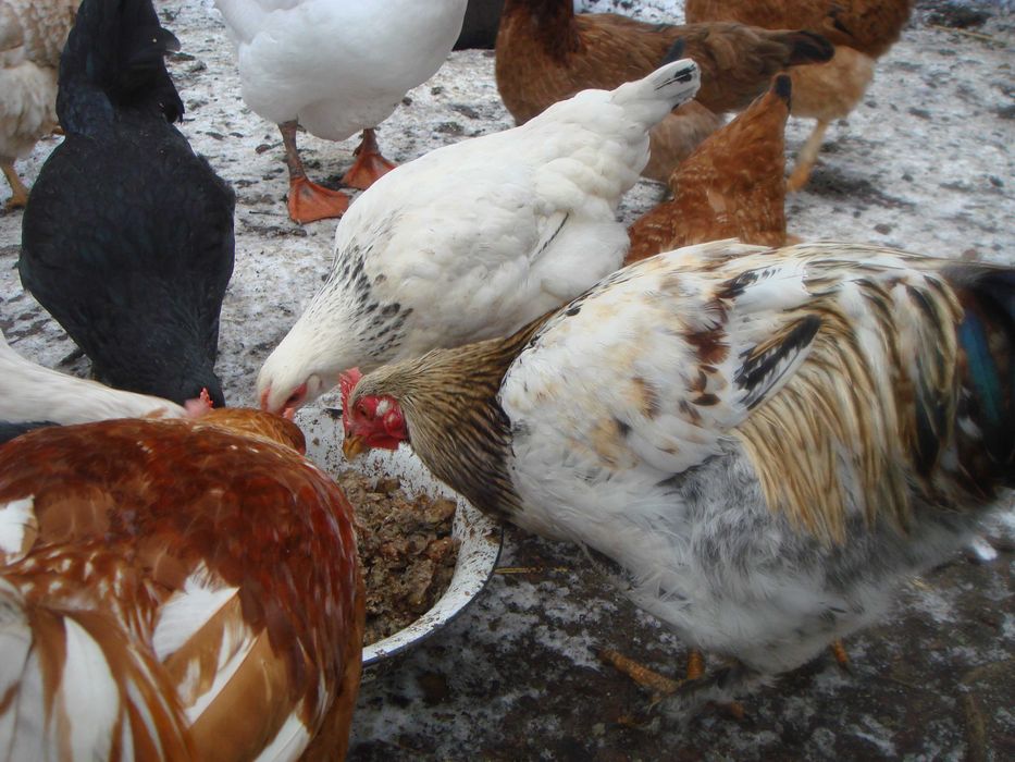 Продам молодих пiвнiв