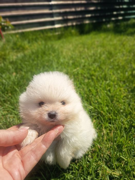 Spiz anão (Lulu da Pomerânia) vacinado e desparasitado