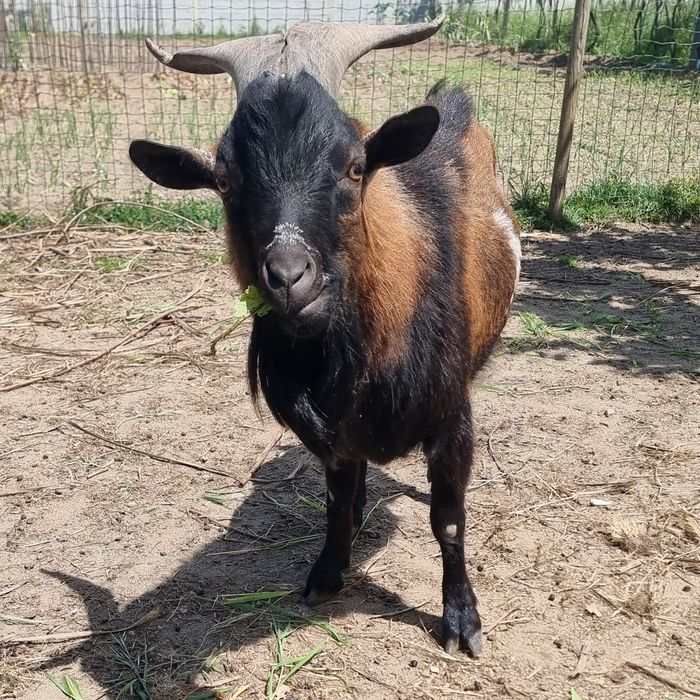 Cabrito / Bode com 20 meses de idade