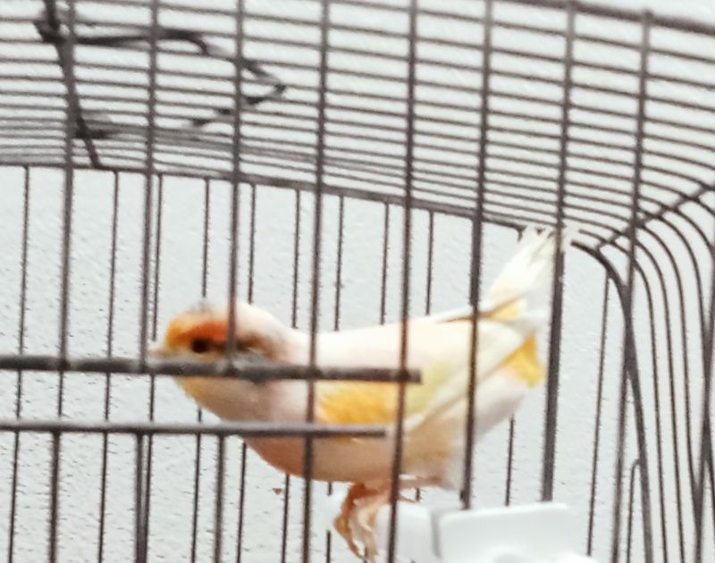 Canário a cantar pintasilgo