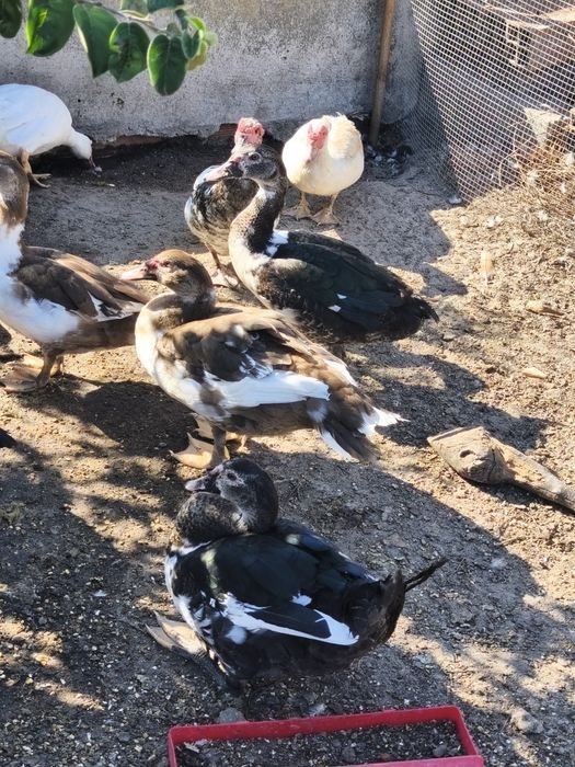 Patos mudos machos e fêmeas