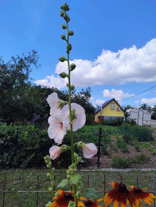 Malwa kremowa, prawoślaz, nasiona