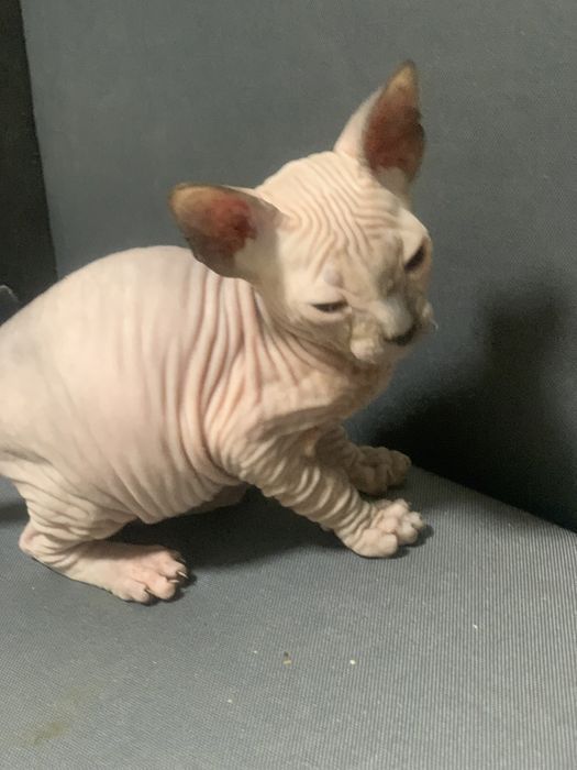 Девочка донского сфинкса