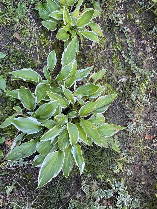 Hosta funkia 10 szt