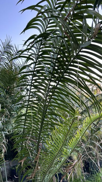 Cyca Lepidozamia peroffskyana *RARA* Cica