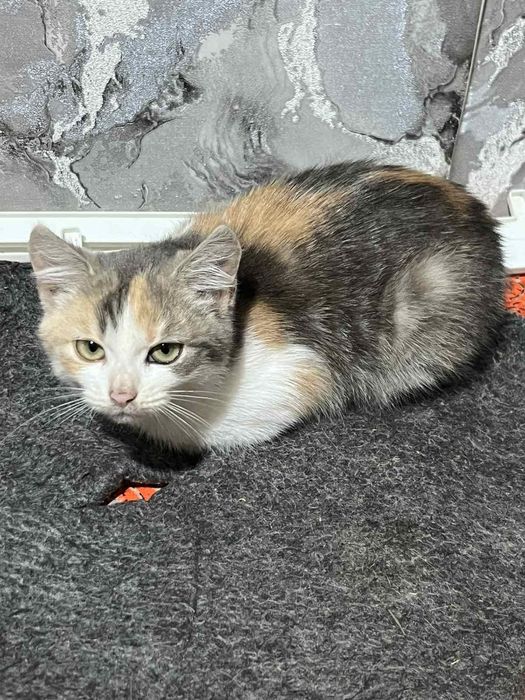Котики,кошеня терміново