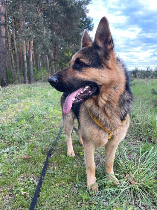 В'язка. Молодий кабель породи Німецька вівчарка