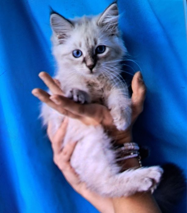 Kocurek syberyjski neva masquerade