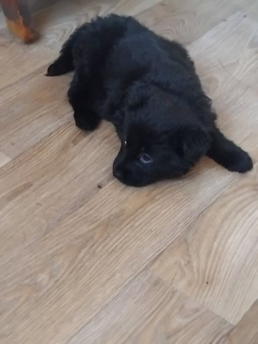 Продам щенка овчарка черная девочка