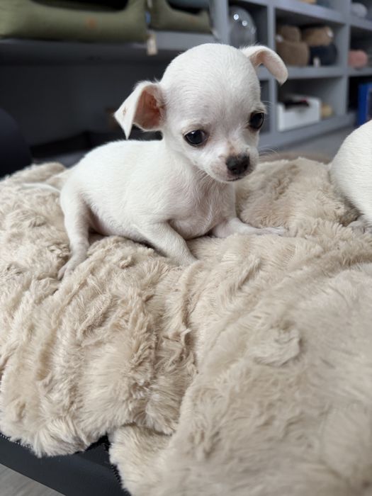 Chihuahua menina linda