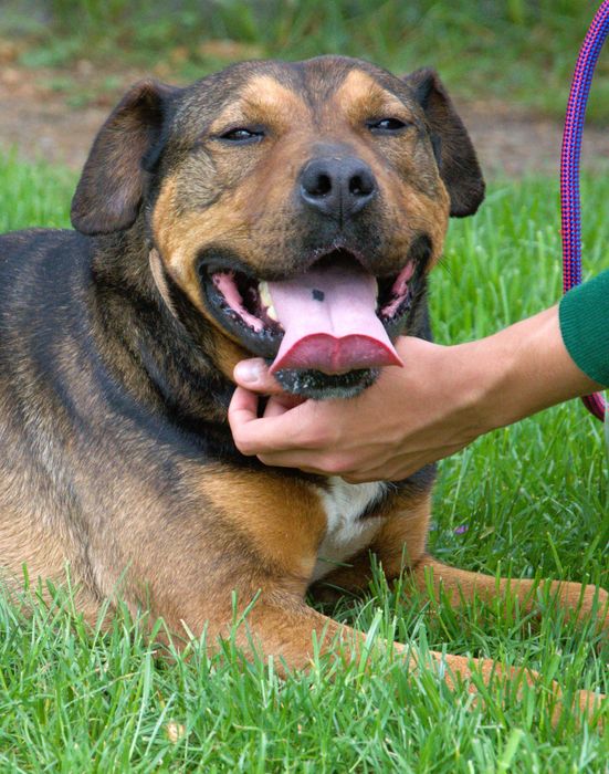 Gonzo - pies do adopcji!