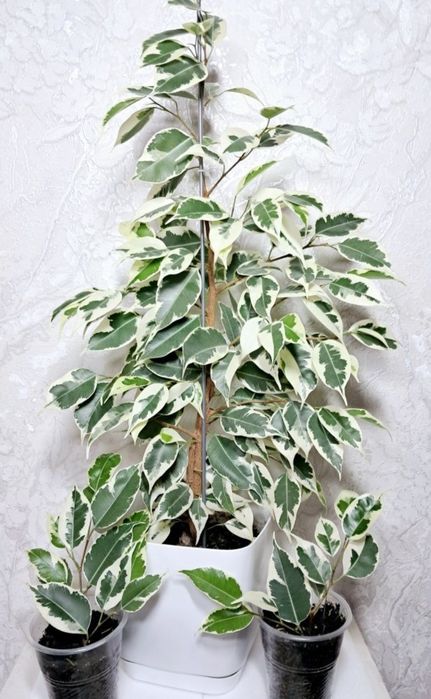 Фікус  Бенджаміна Старлайн