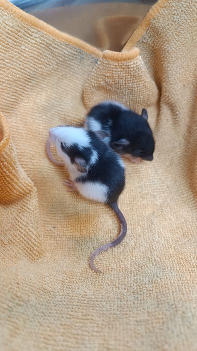 Декоративні Пацюки (щурики)