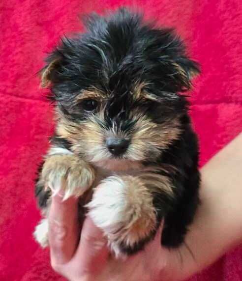 Хлопчик  йоркширського тер'єра