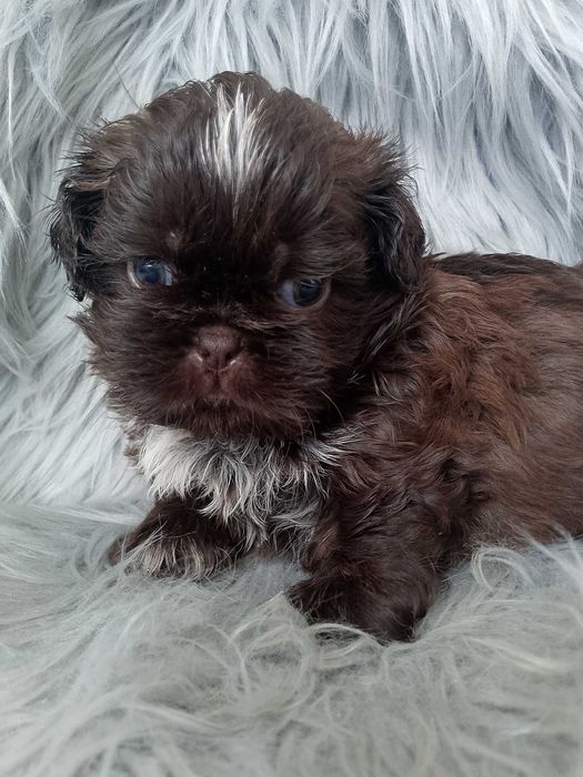 Czekoladowy piesek rasy Shih-Tzu