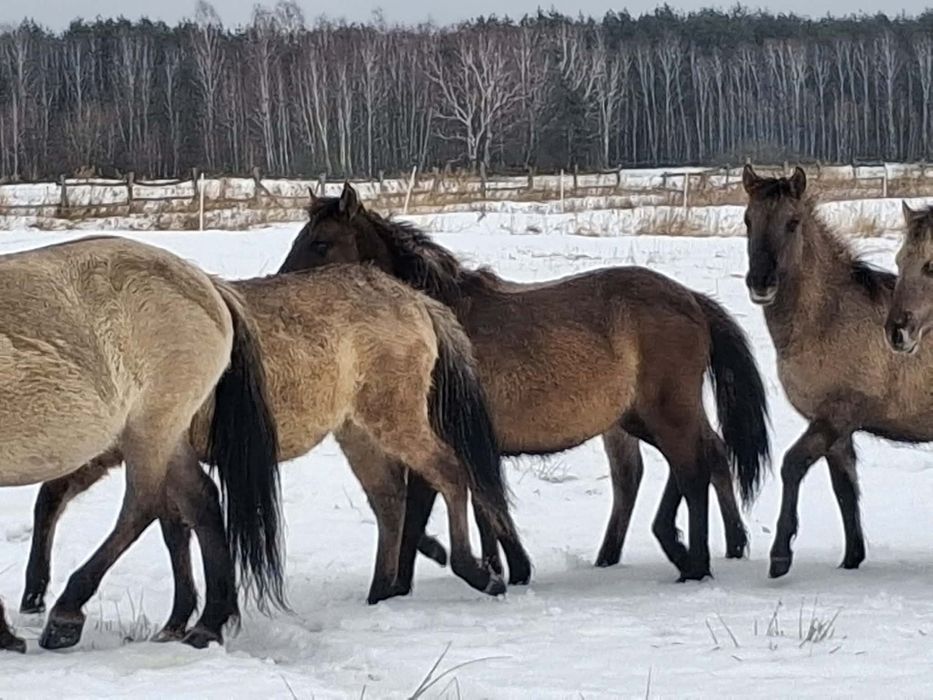 Sprzedam źrebięta konik polski