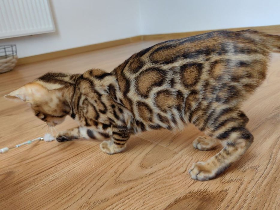 Kotek Bengalski - Rodowód I Piękne