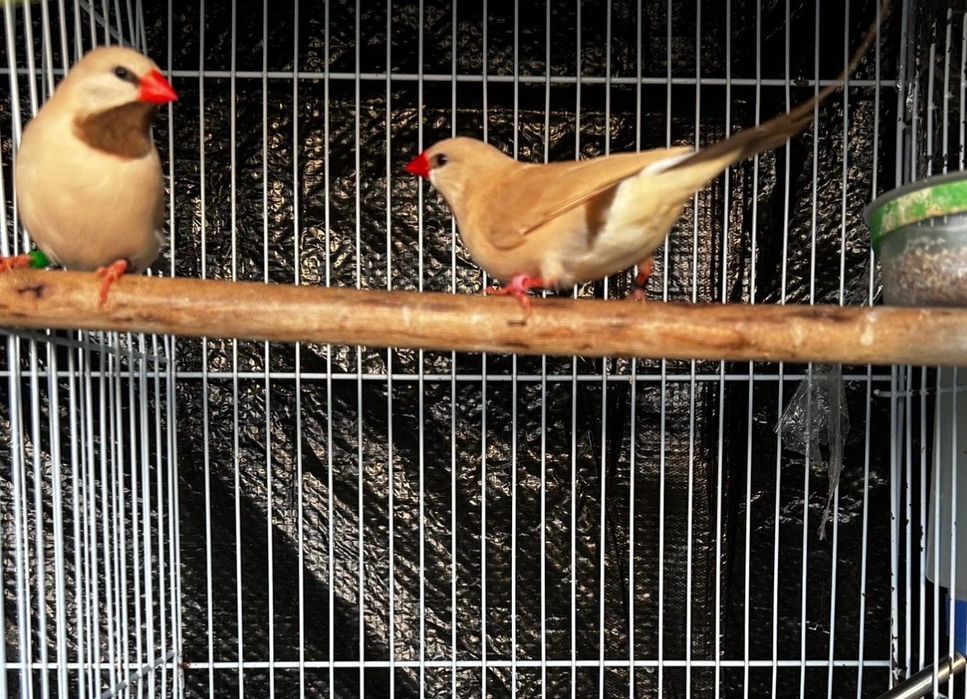 Diamantes babete casal