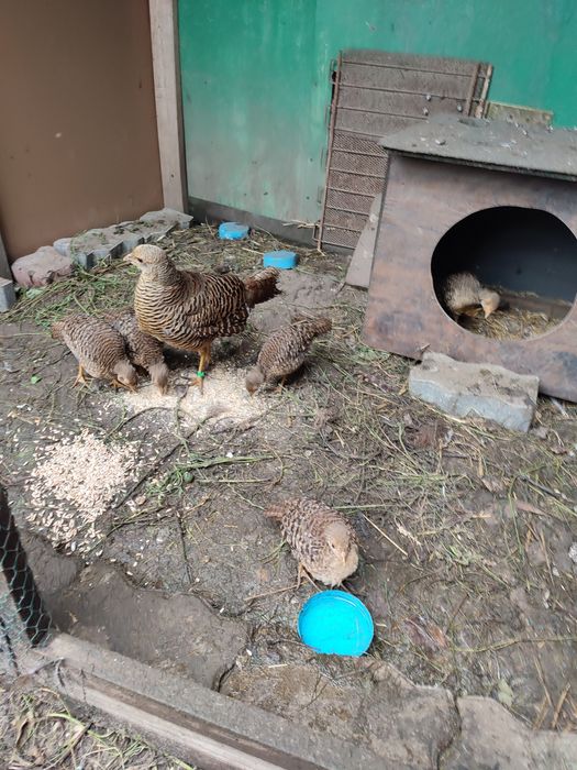 Bazanty złote młode jaja lęgowe