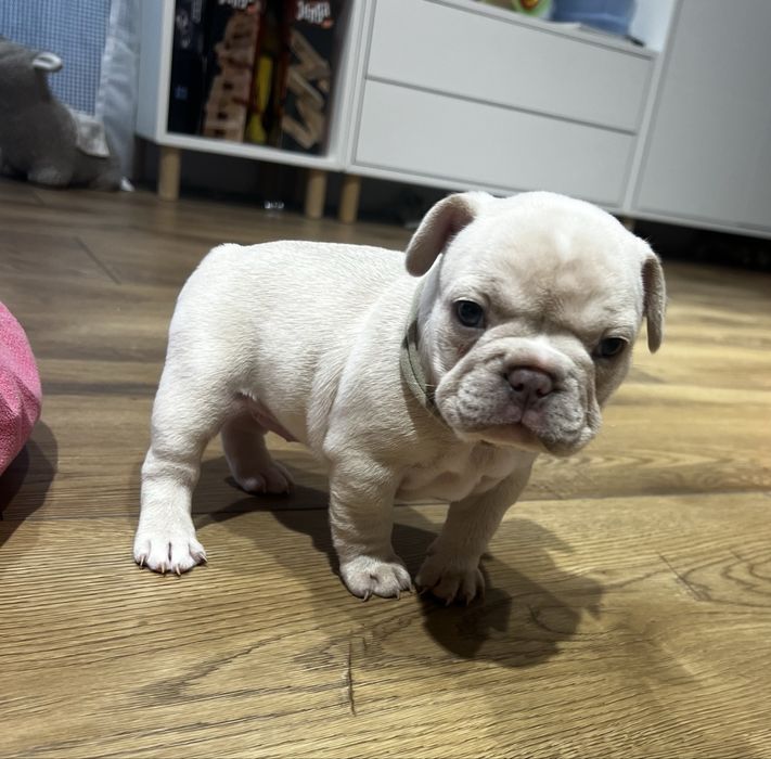 Buldog francuski kremowy lilac platynowy new shade isabella platinum