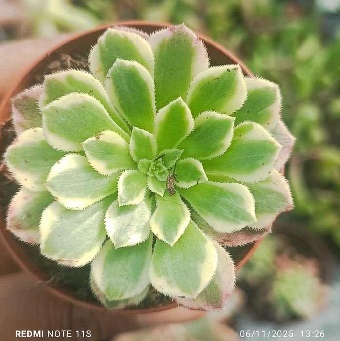 Suculentas de fácil cultivo a 1.50€