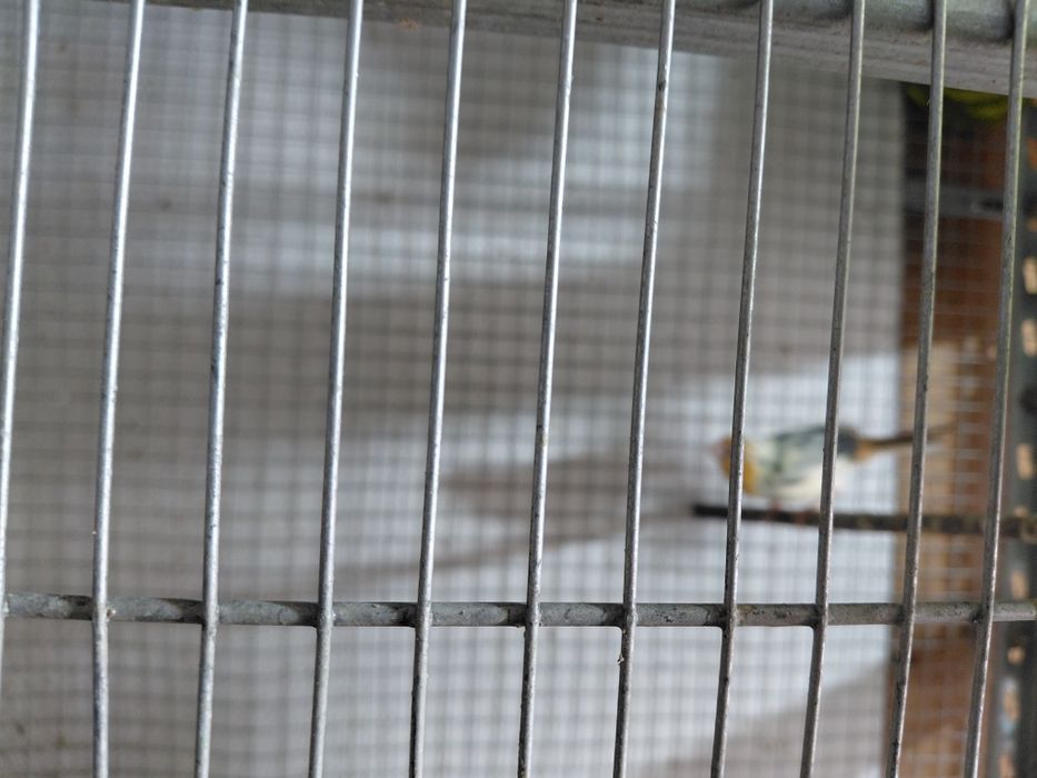 Diamante papagaio macho.