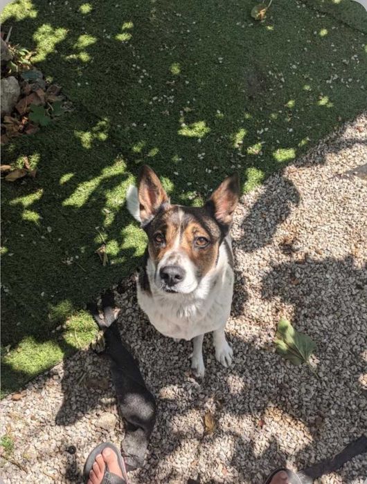 Cão super carinhoso para adoção
