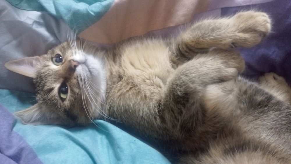 Отдам котят в хорошие руки