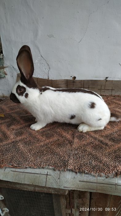 Німецький строкач гавана.Продаж,самки,самці.