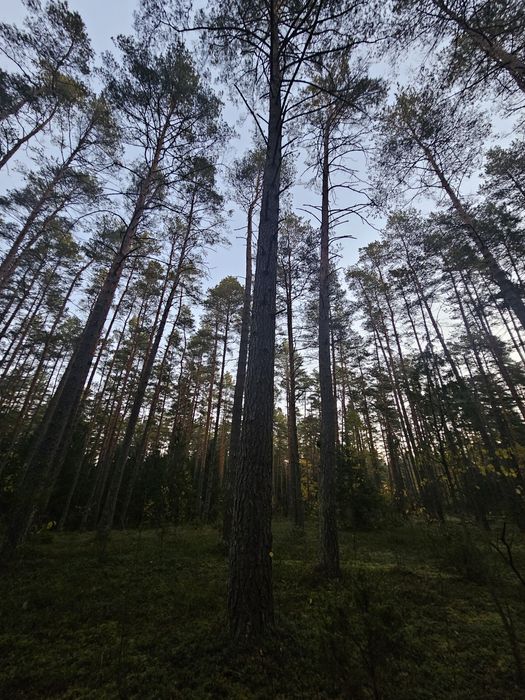 Skup drewna,papierówkę,paletówkę,kłodę,dłużycę,możliwość wycinki lasu