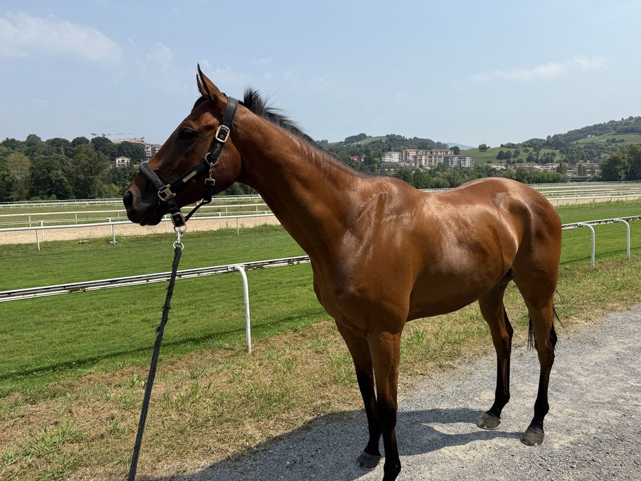 Cavalo de corrida PSI