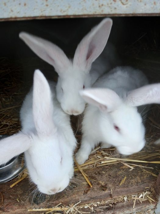 Sprzedam kroliki  Samica samiczka samiec mieszance