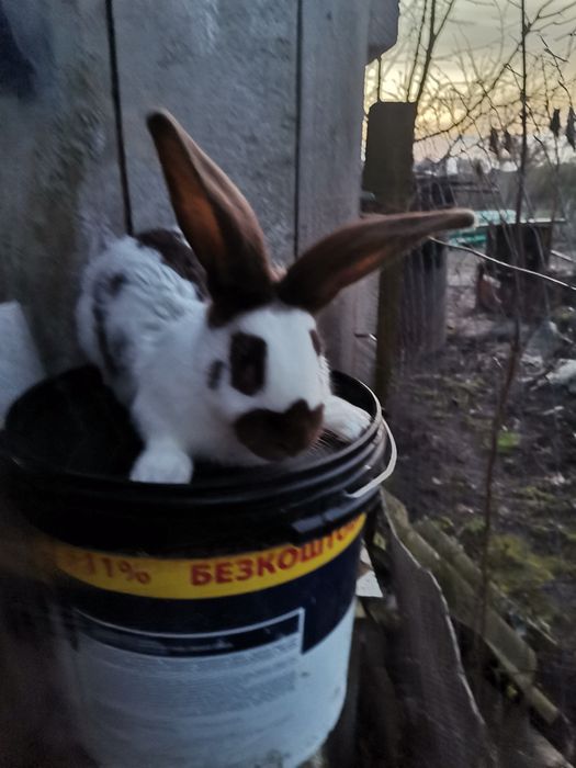 Кролі кролики строкач