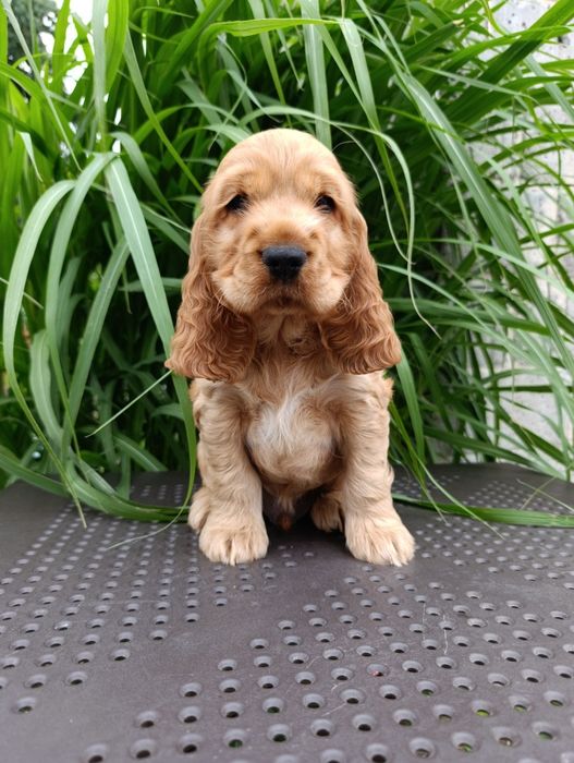 Cocker Spaniel Angielski