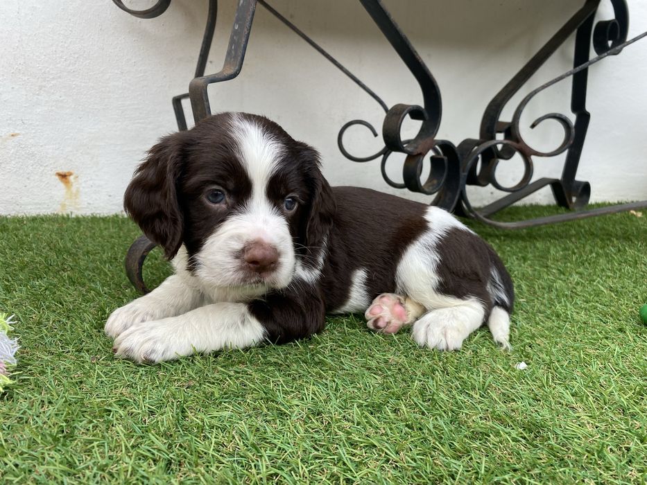 springer spaniel linha de trabalho
