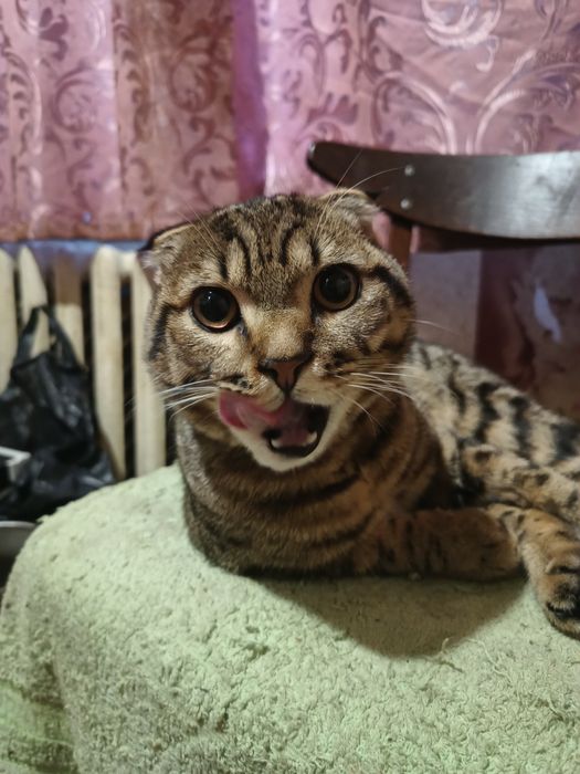 Шикарный Кот приглашает на вязку